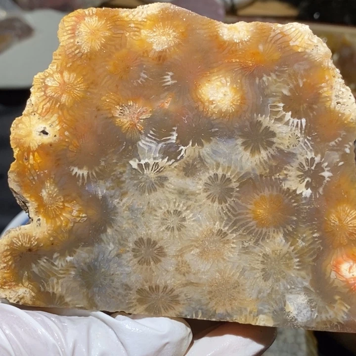 【闪购商品】未镶嵌珊瑚玉硅化玉