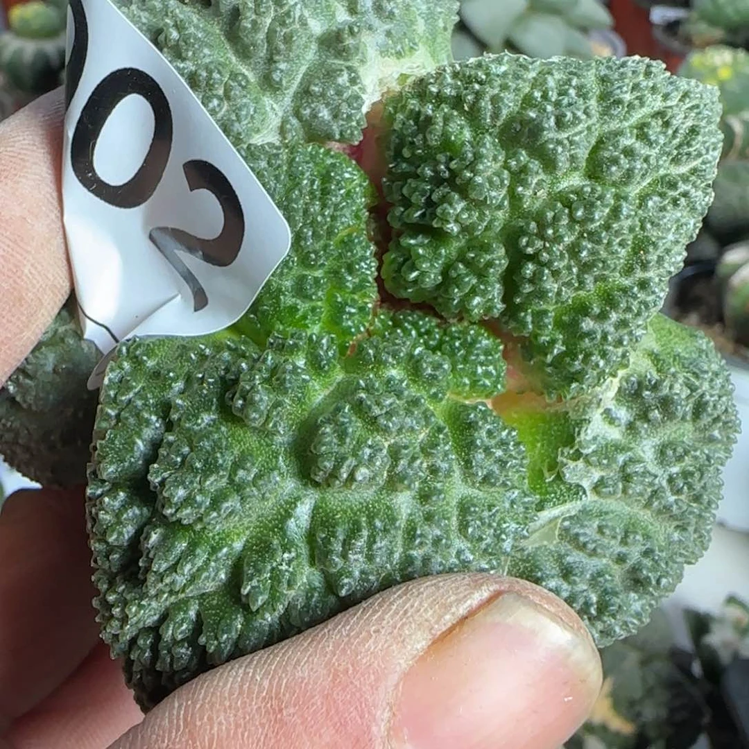 【闪购商品】༄****落地902大尤