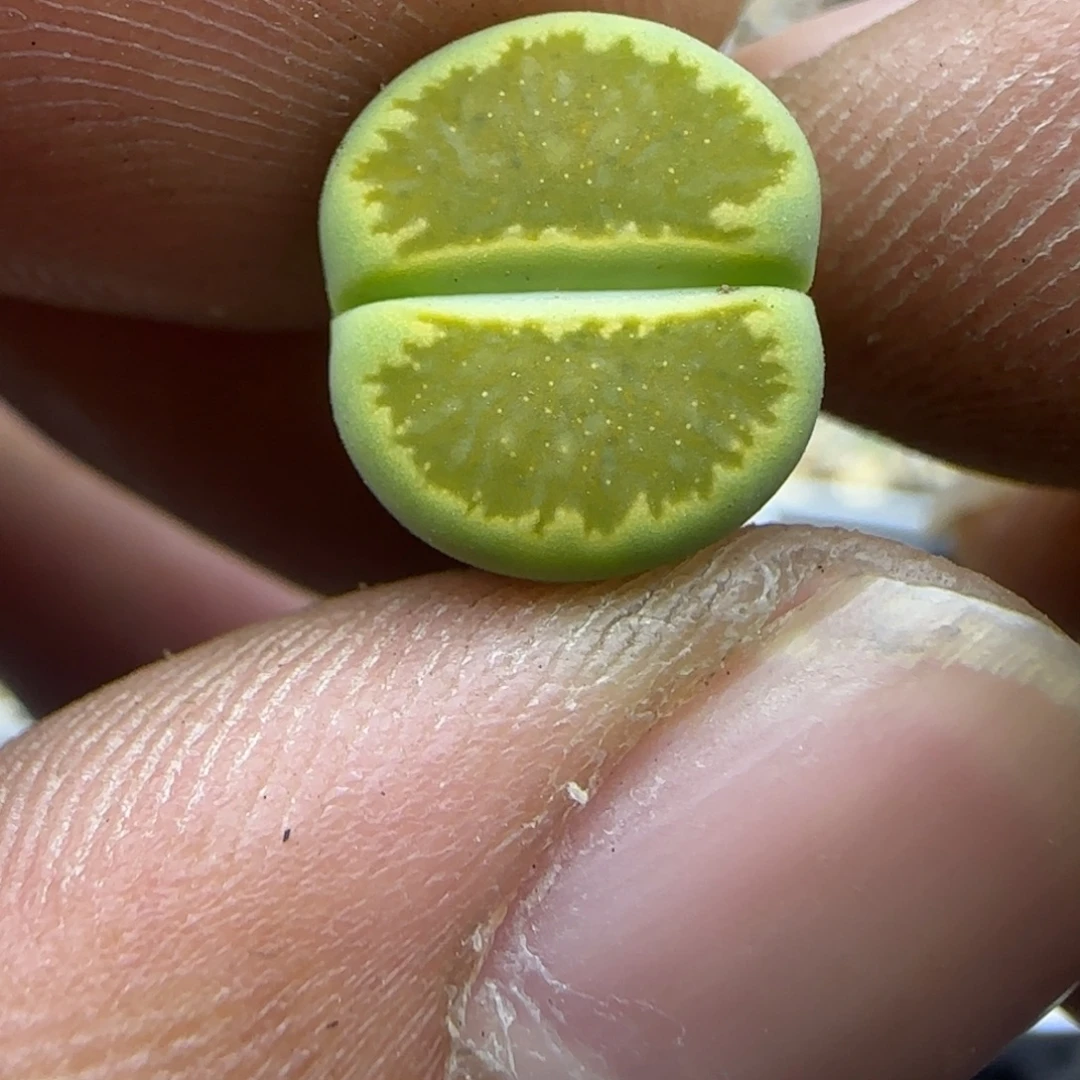 811 生石花大棚直播