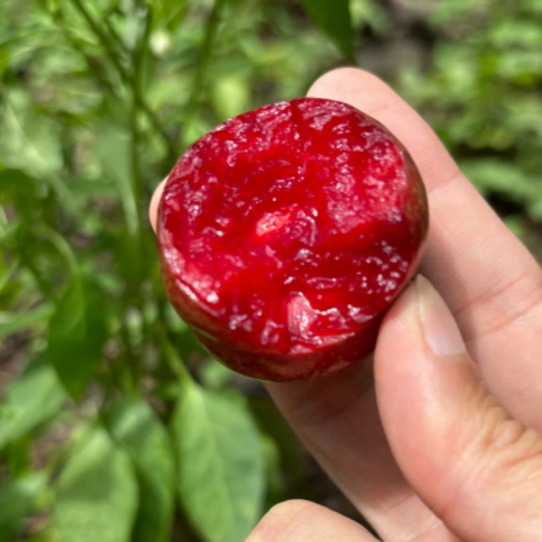 【田埂土味】贵州高山中华红肉李