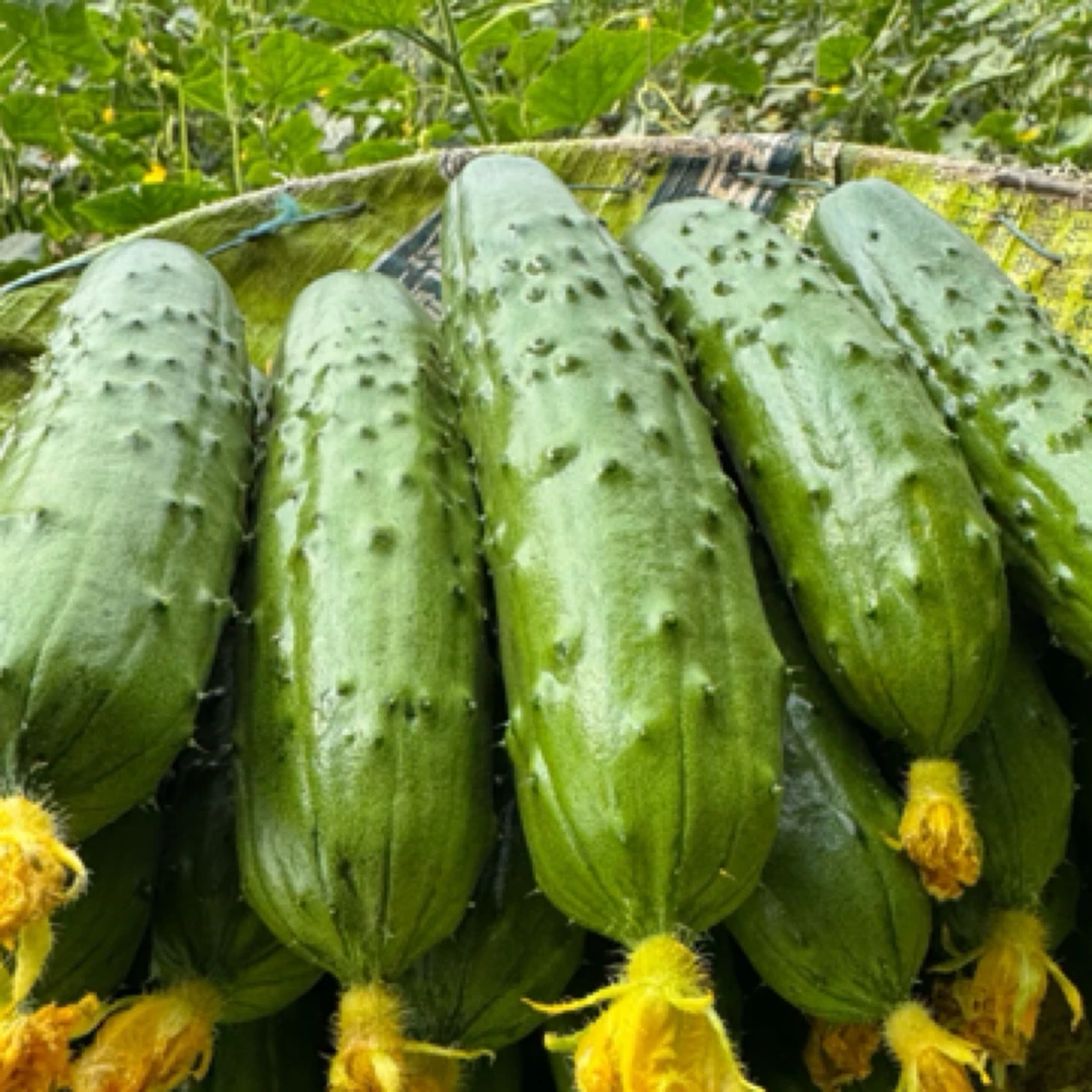 新鲜旱黄瓜现摘直发脆甜多汁农家自种水果蔬菜