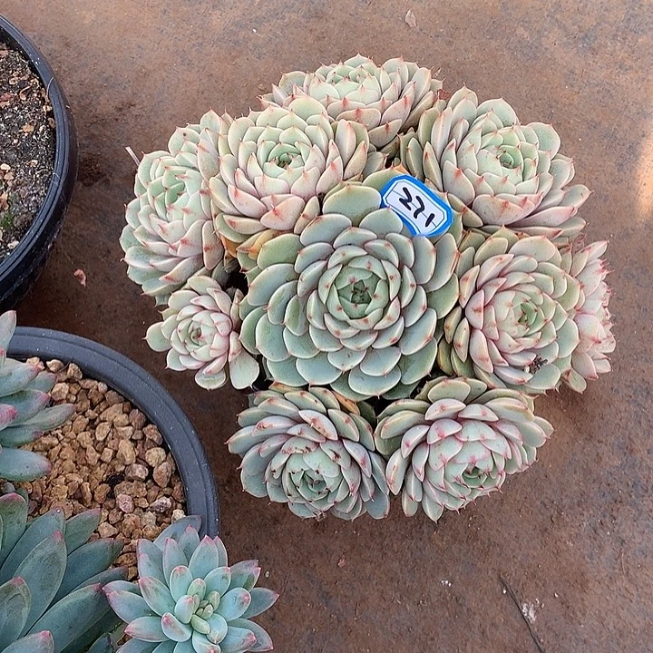 271笨巴蒂斯 一物一拍多肉