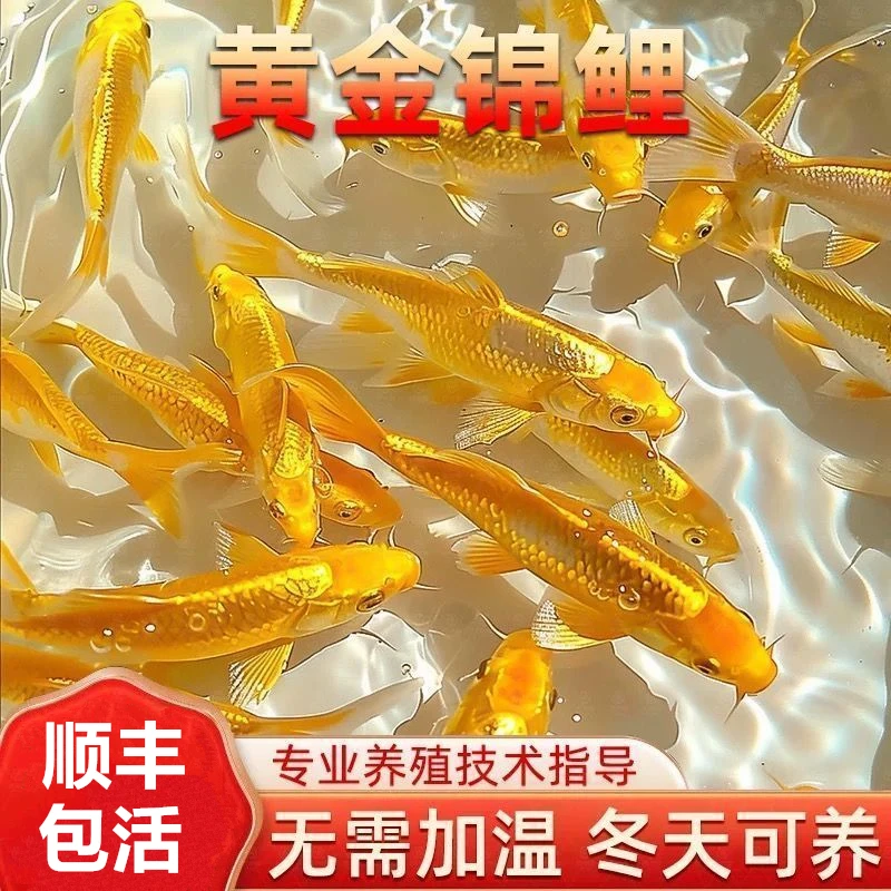 【店家推荐】招财黄金锦鲤鱼观赏鱼冷水淡水纯种小鱼苗活鱼好养耐活