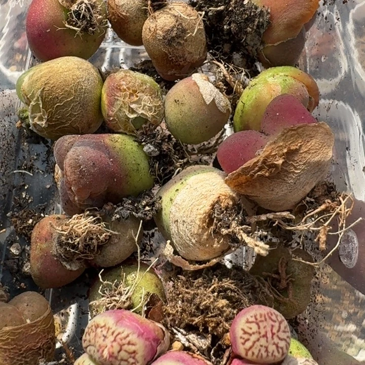 豆包多肉-59号编号混合