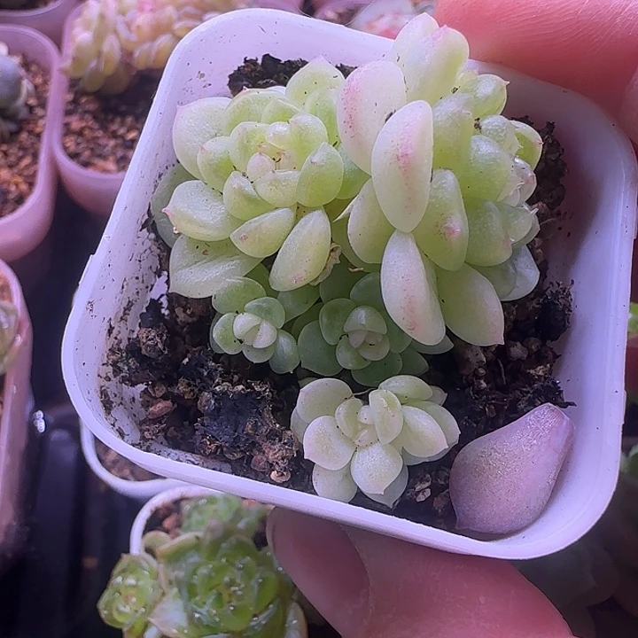 财富密码现金4头福利多肉