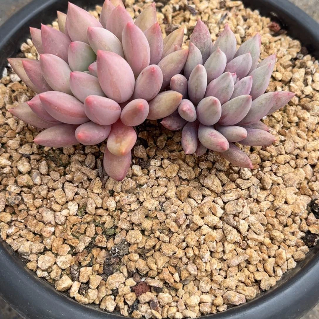 川***棠多肉植物多肉植物