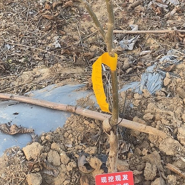 闲***鱼文玩核桃吊坠龙门涧