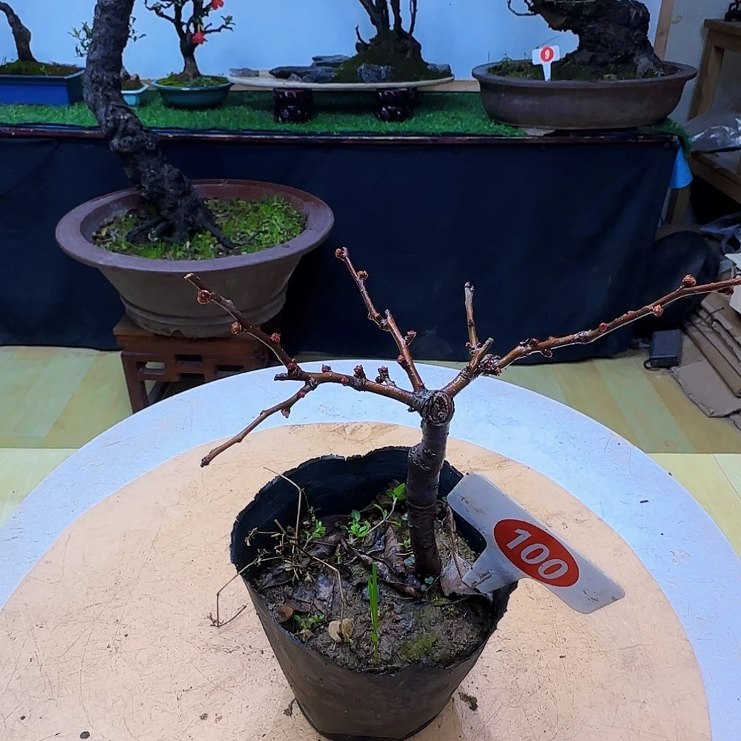 不***人无花朵大哥货架看看