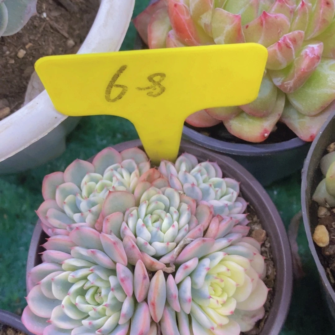 开心多肉，专场4开始了，5给1