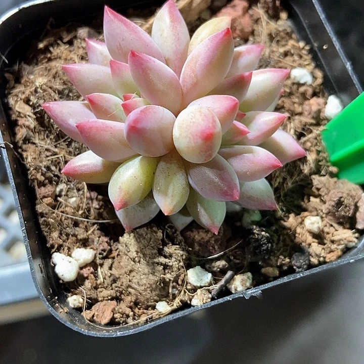 努***鹏多肉植物虞美人817