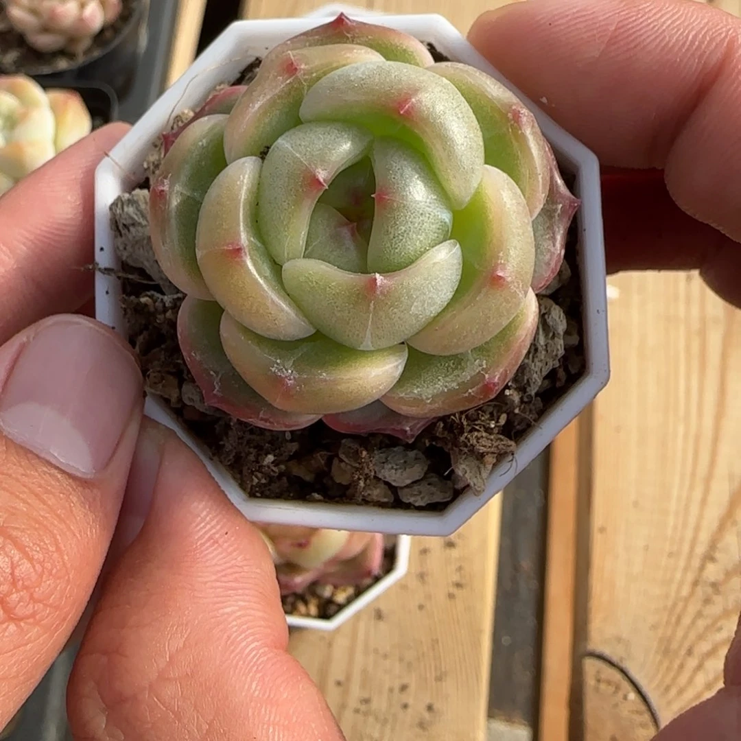 一物一拍麦秆珍妮05009