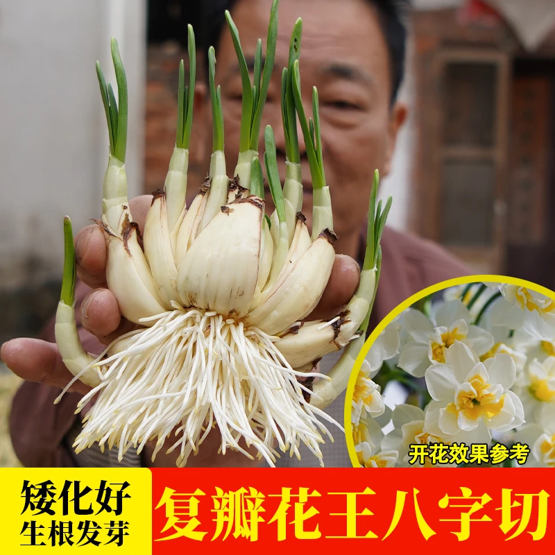 【复瓣已养护】漳州重瓣水仙花八字切小花王年宵花绿植花卉水培水仙