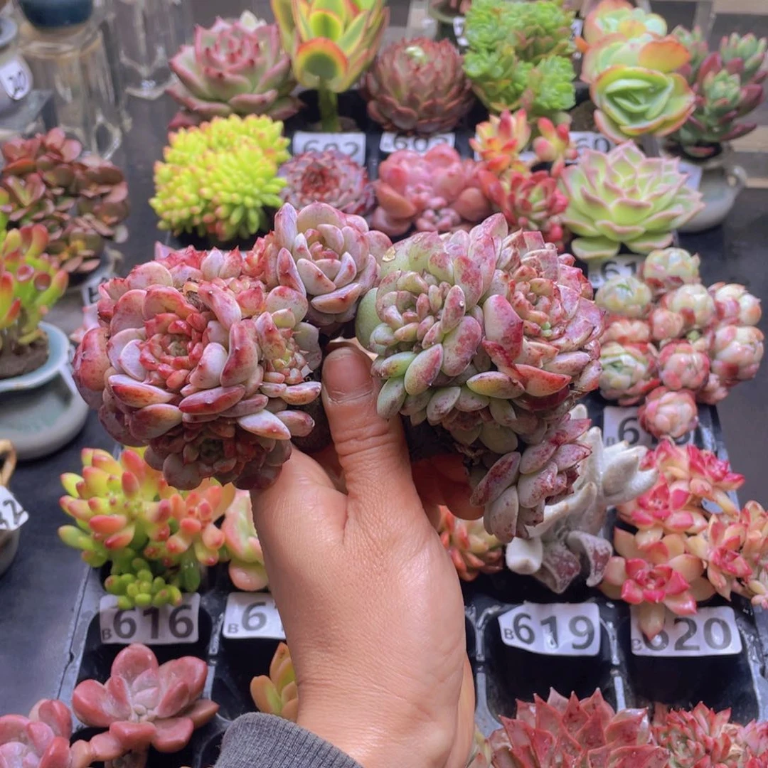 木*朱花器花器花器和花器