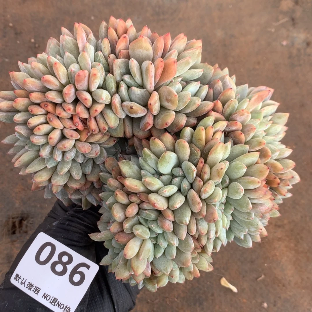 086号新疆西藏内蒙古不包邮