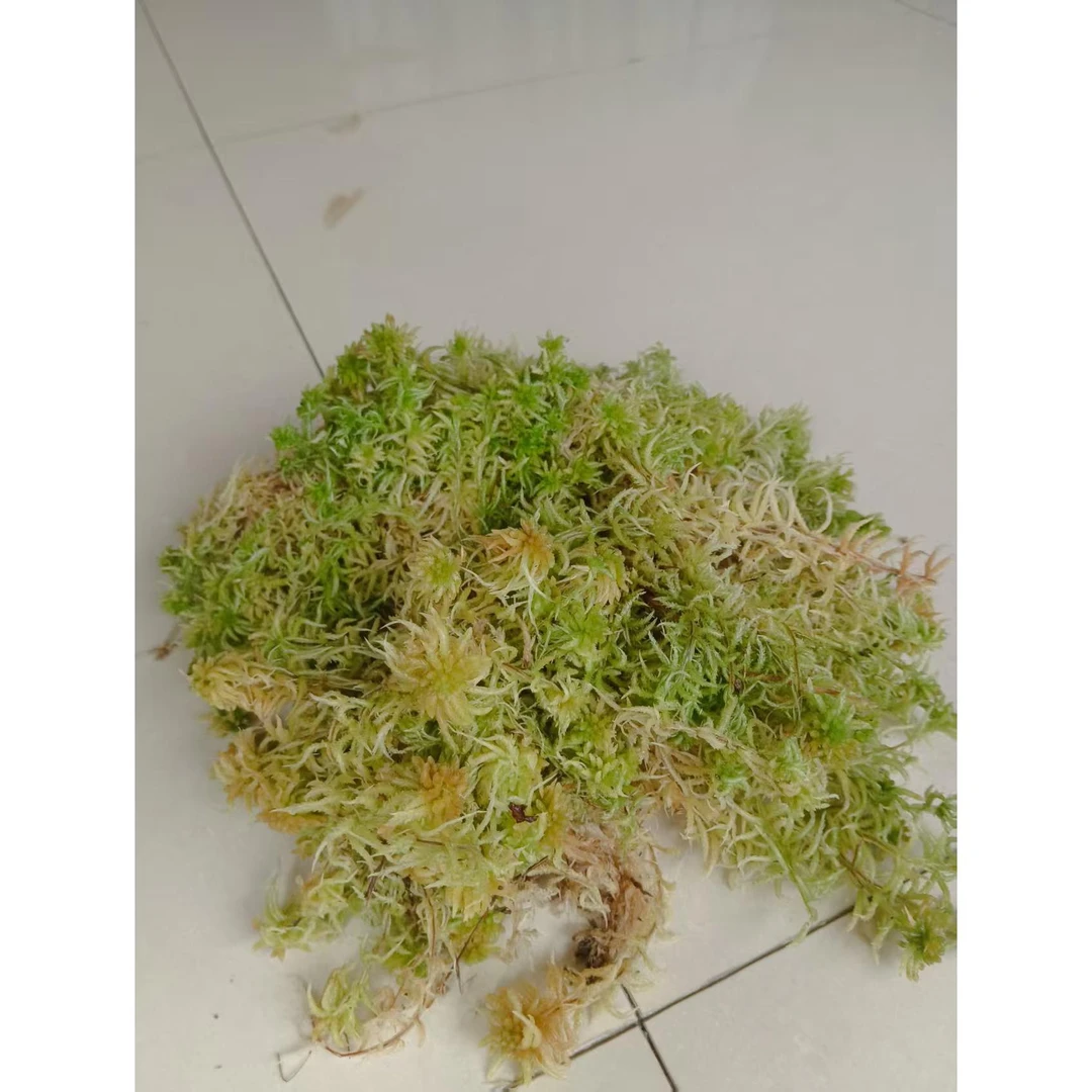 鲜品海花草，到手可做培养土，可泡脚有祛湿散寒，舒缓足部疲劳