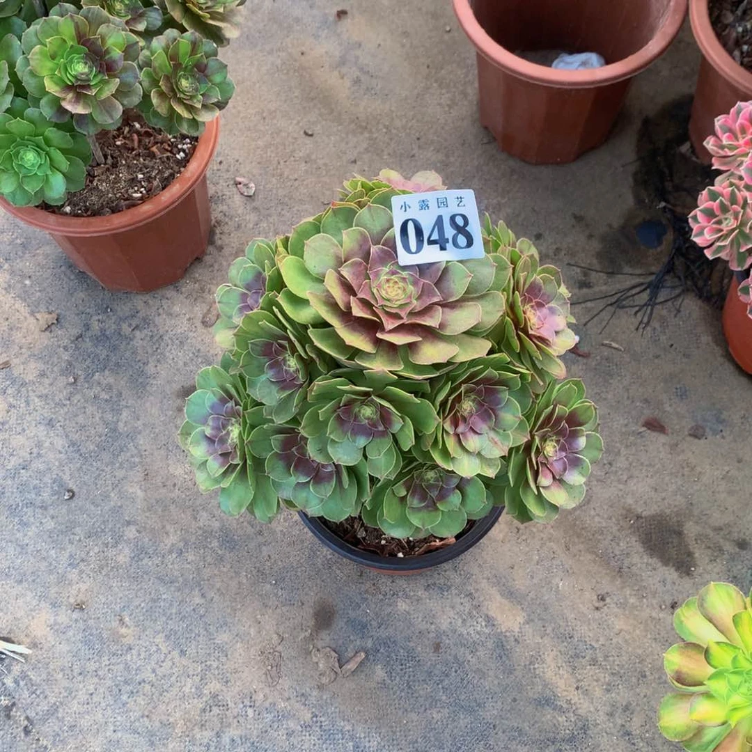 彩***花多肉植物048万圣节88888