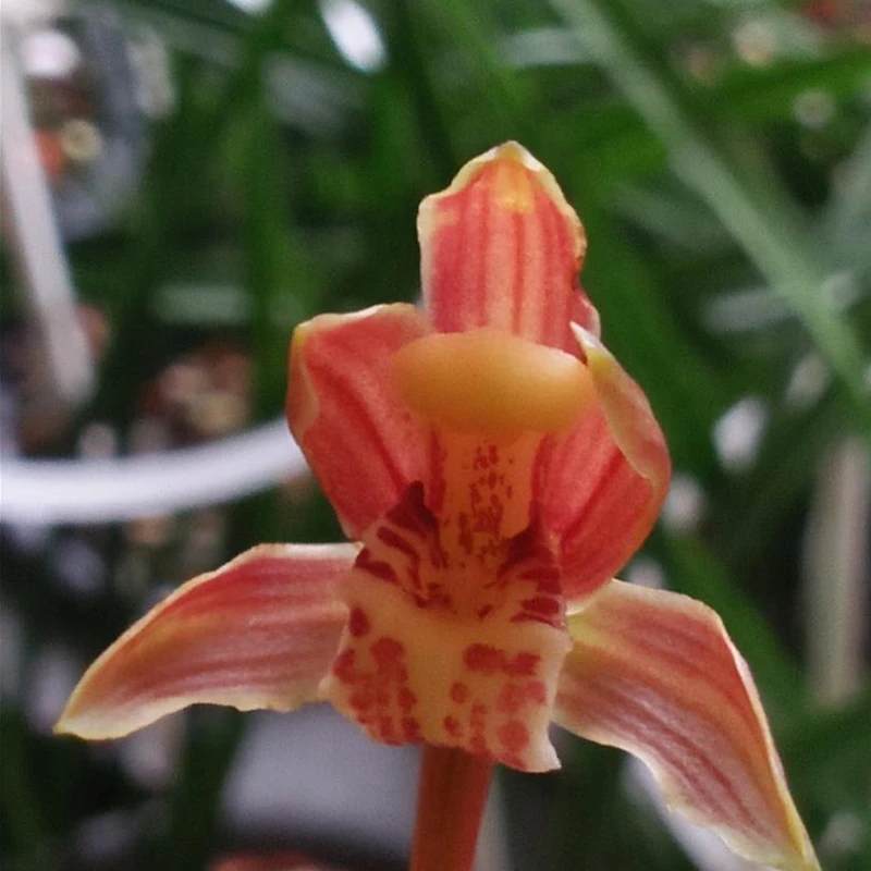 秋芝名品【穿板红花】国兰花卉盆栽当年开花壮苗好养易活开花对版