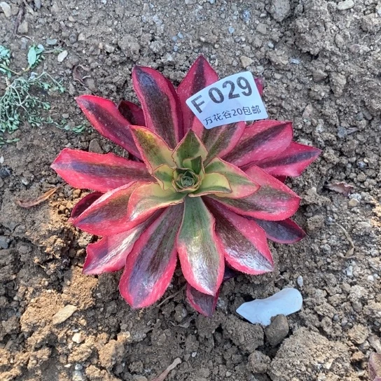 029魅影单头量拍多肉