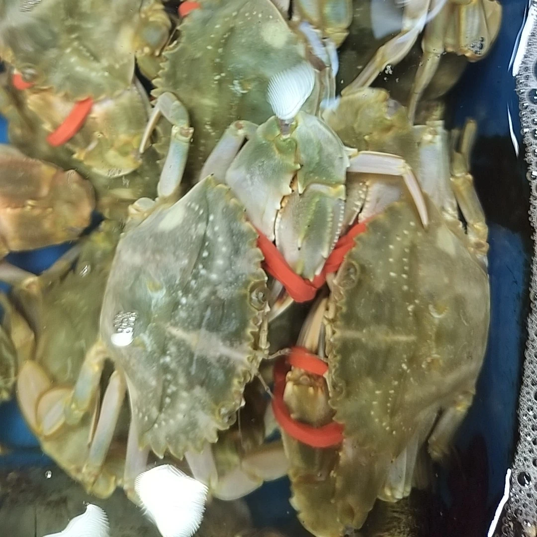 国产黄骅港花盖蟹三斤装，1-3两左右一个，（保鲜不保活）