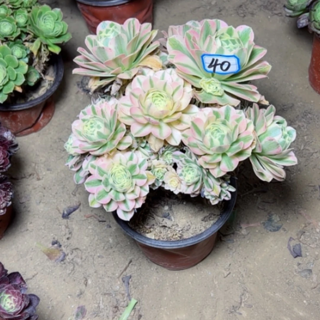 【闪购商品】多肉植物迈八赫40