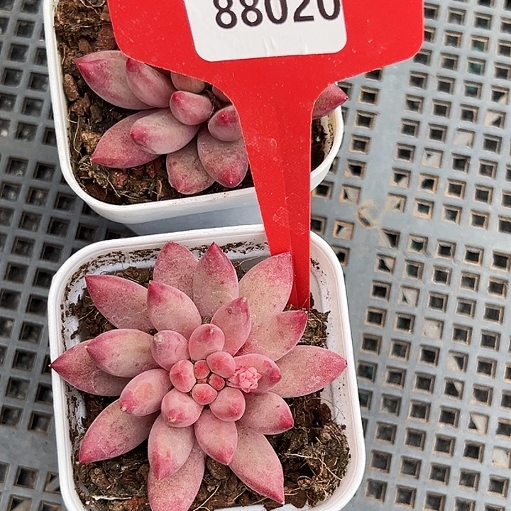 北***叔框拍      88020号