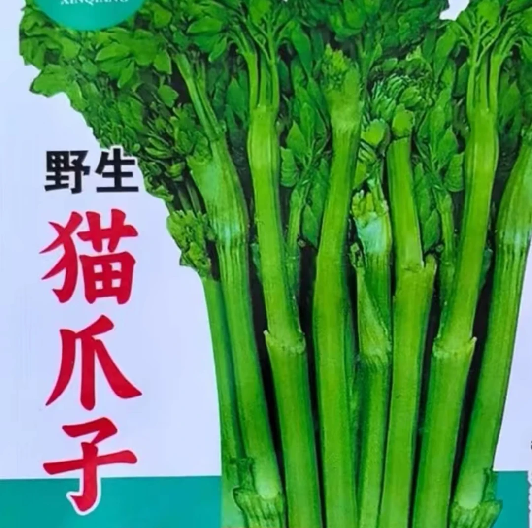 野生猫爪子种子（一袋200粒左右）