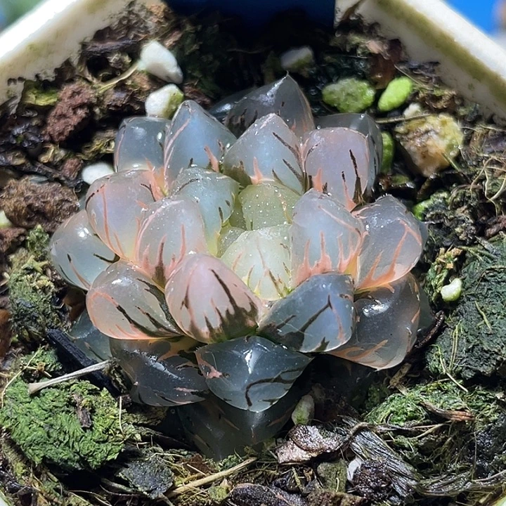 587水中月完美锦福利