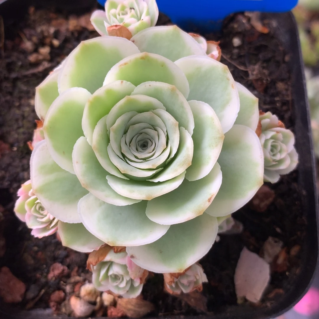 一物一拍星辰秋夕196