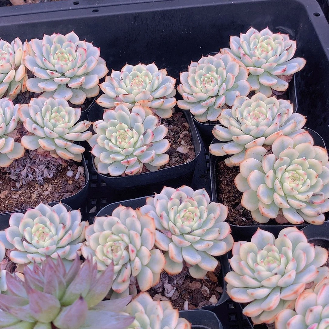 姬莲锦34567@kkklllpp