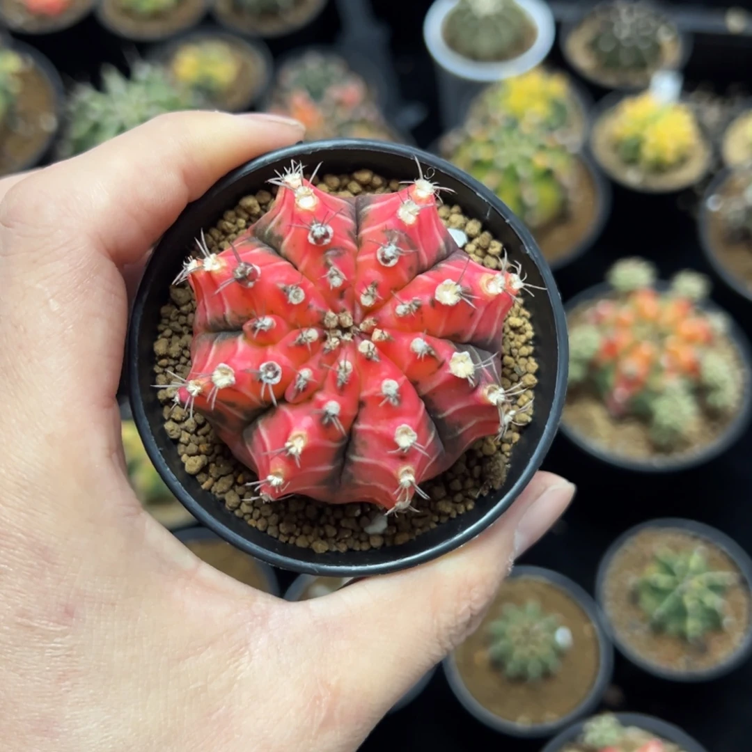 油画牡丹嫁接落地带盆土发货