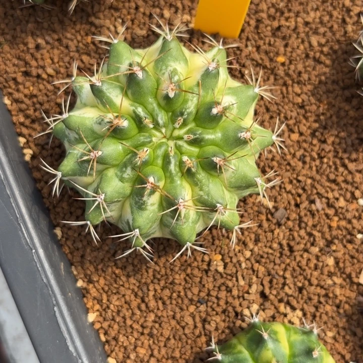 80-0105泰国发货多肉