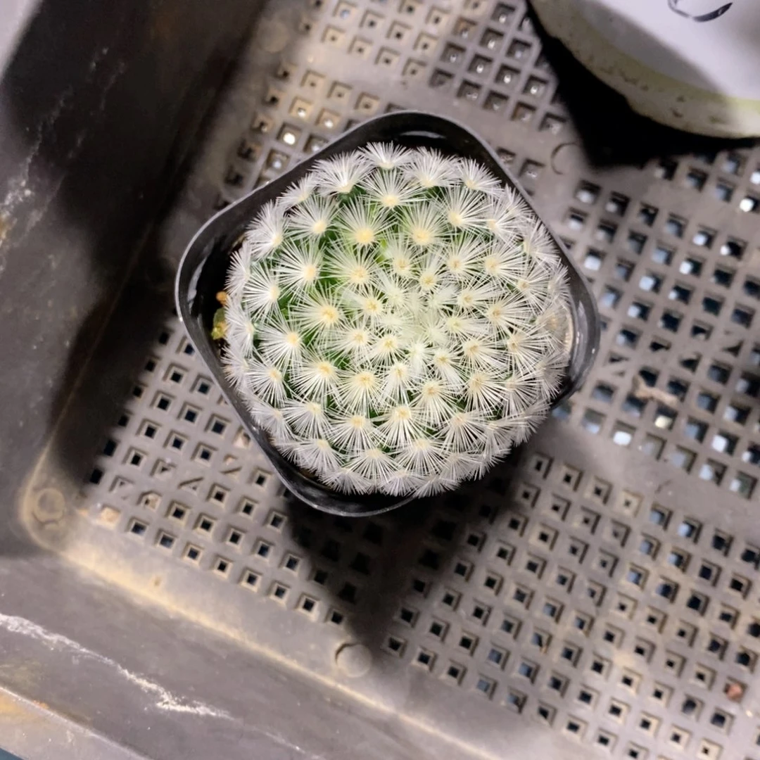 大***大百鸟多肉植物老桩多肉植物