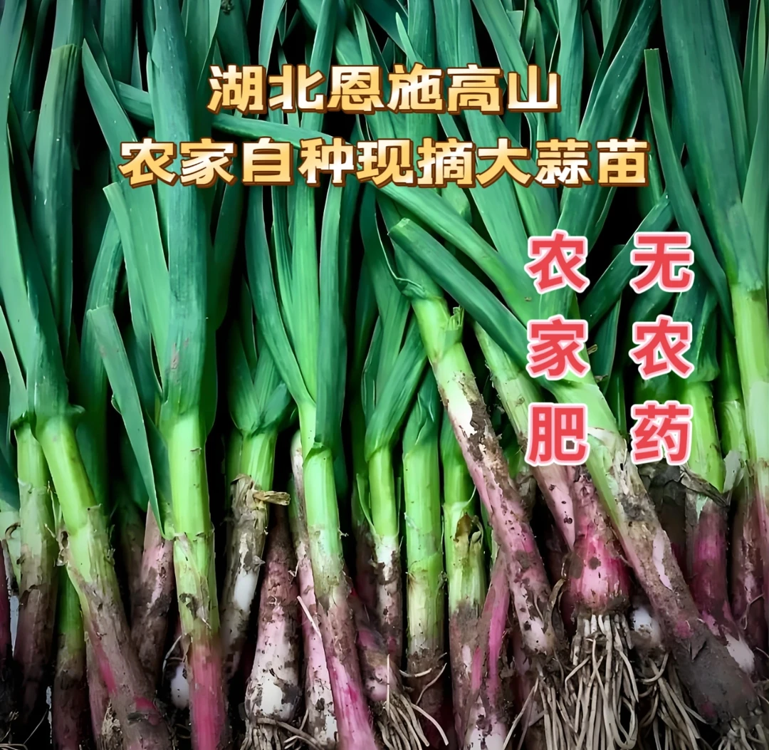 湖北恩施高山农家自种硒大蒜苗现挖现发