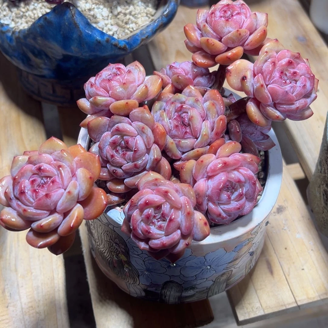 麦****)钻石星影无砍多头