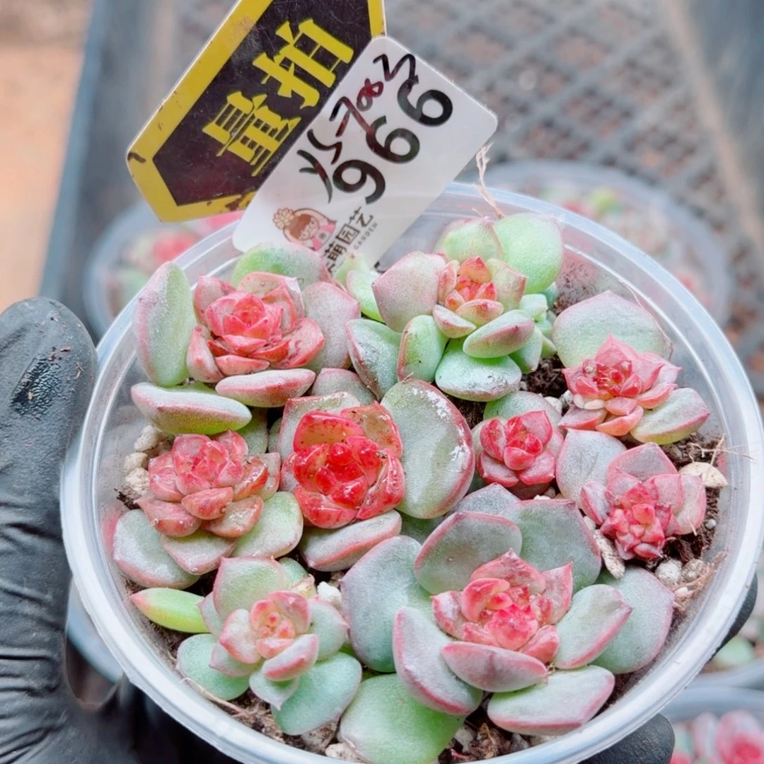 多肉植物多肉植物