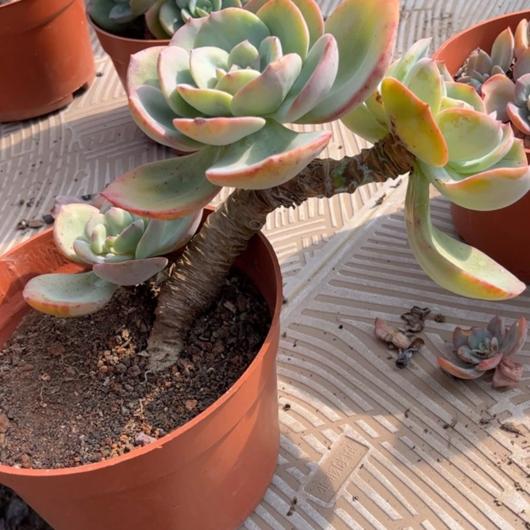 【闪购商品】无花朵卖****?