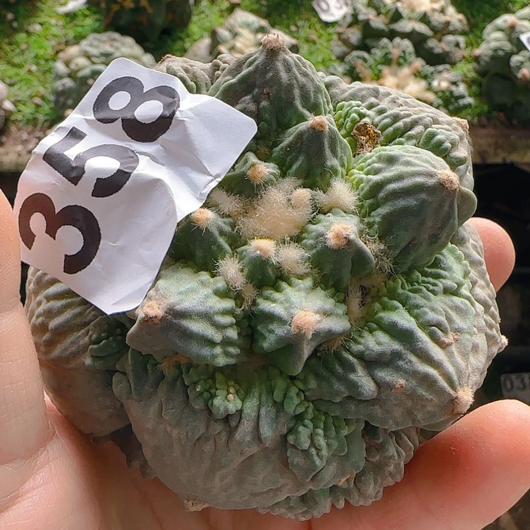 那***好怒350仙人球开花