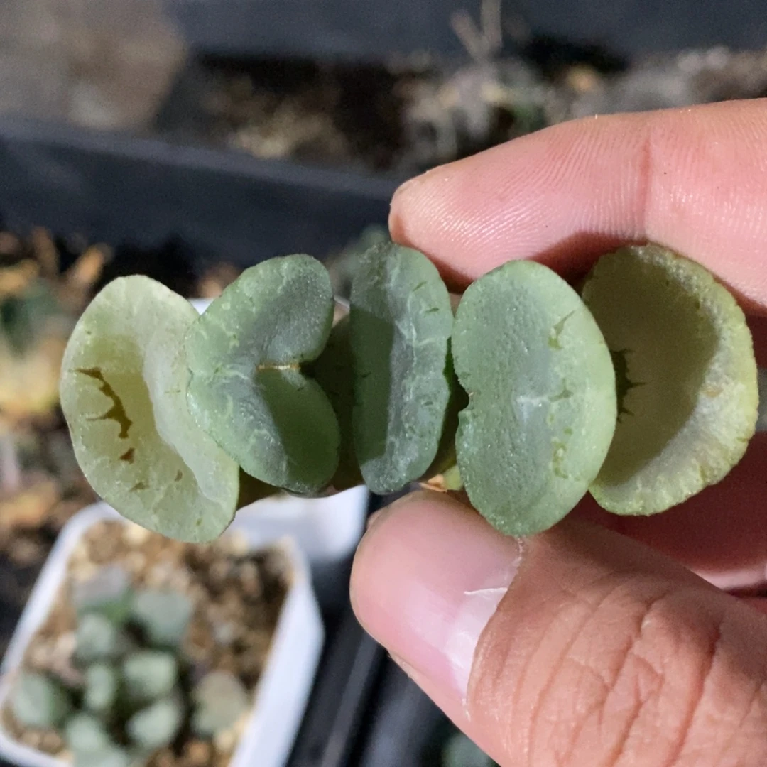 一颗大蓝镜玉扇。