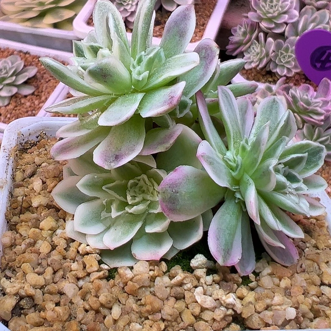 山地玫瑰锦秋夕1478号