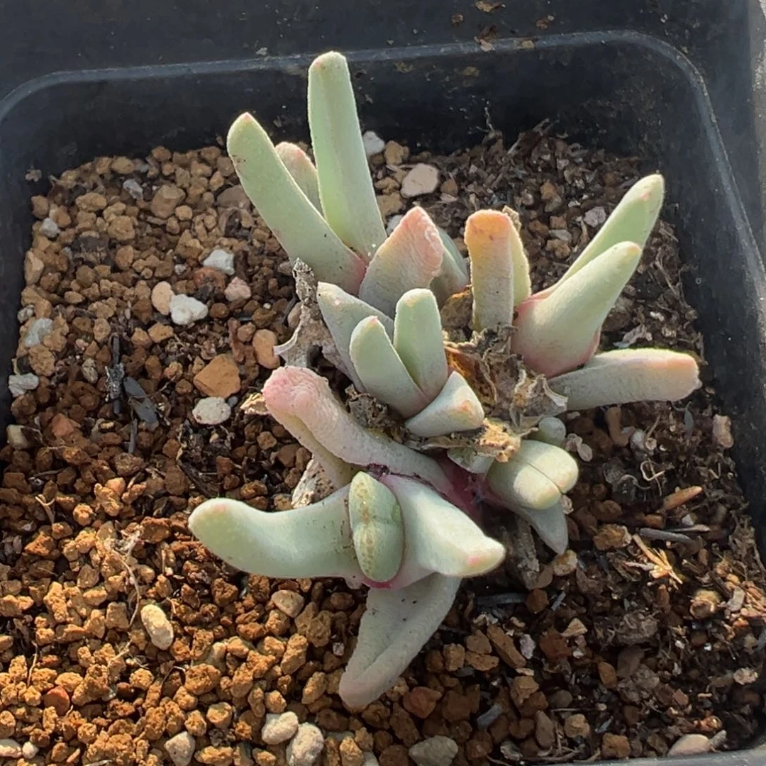 哥*拉36多肉植物百科知识