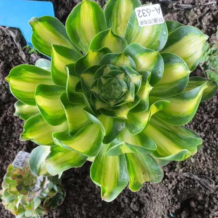 632暴君杆子湾多肉12345578