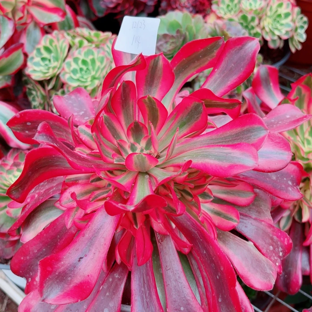 一物一拍多肉法师114