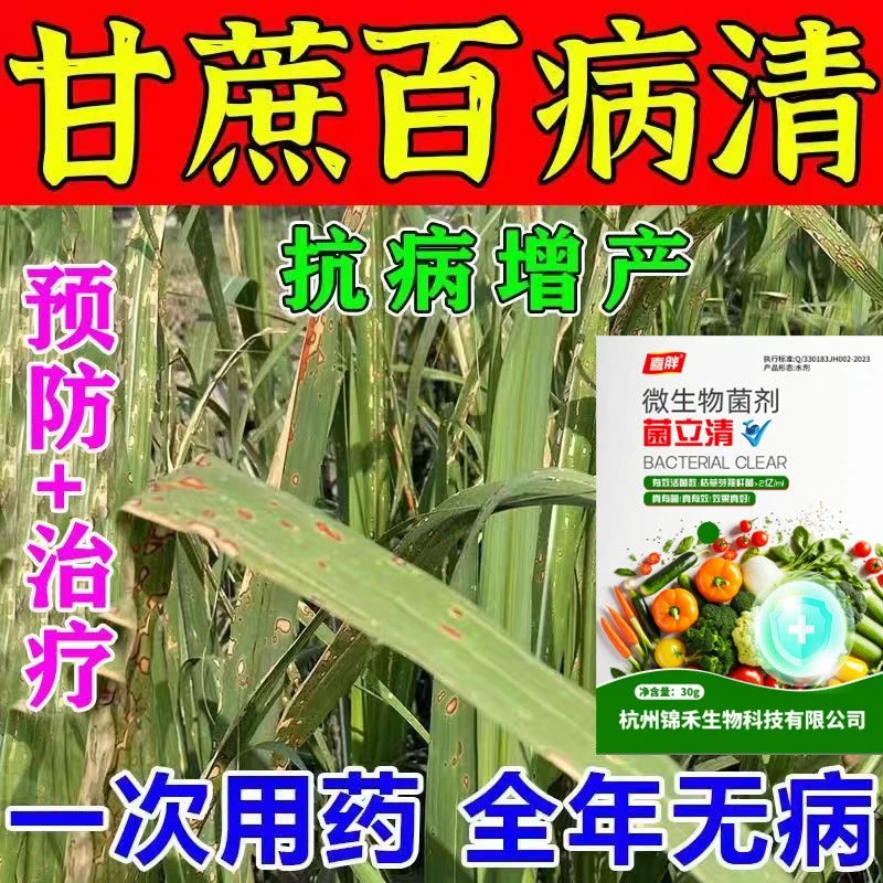 甘蔗病稍腐病甘蔗锈病叶斑病黑穗赤腐病葱干尖植物大葱专用叶面肥