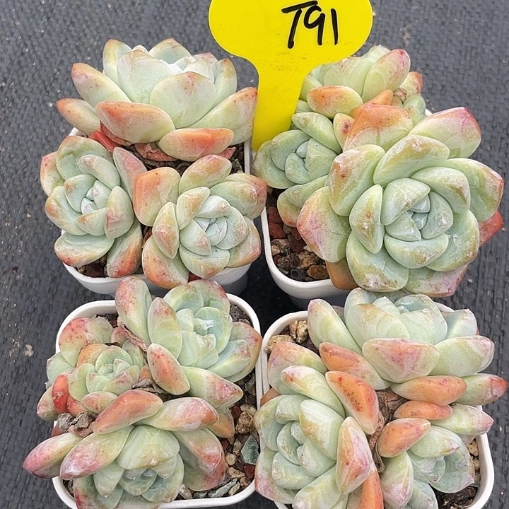 四盆冰玉群生多肉91