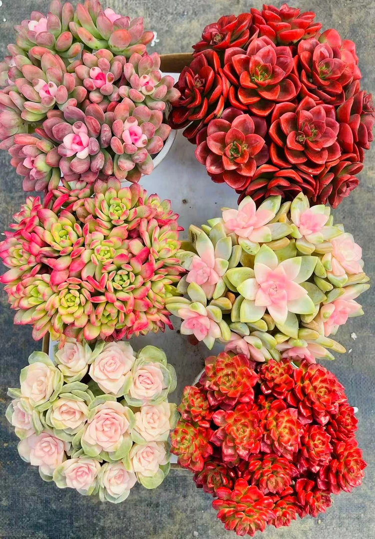 自家种植精养多肉   好看好养（六盆多肉组合）