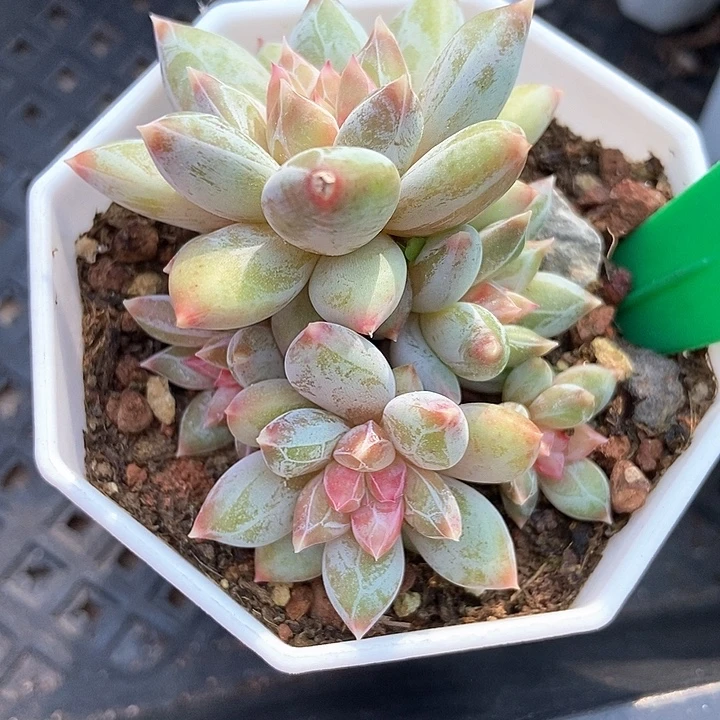 多肉植物伊丽莎白白美人819