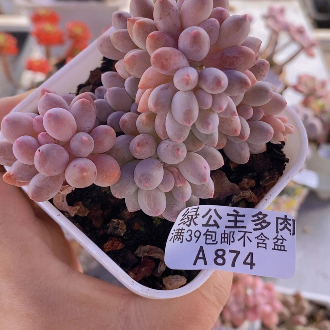 手指老桩6cm874多肉植物