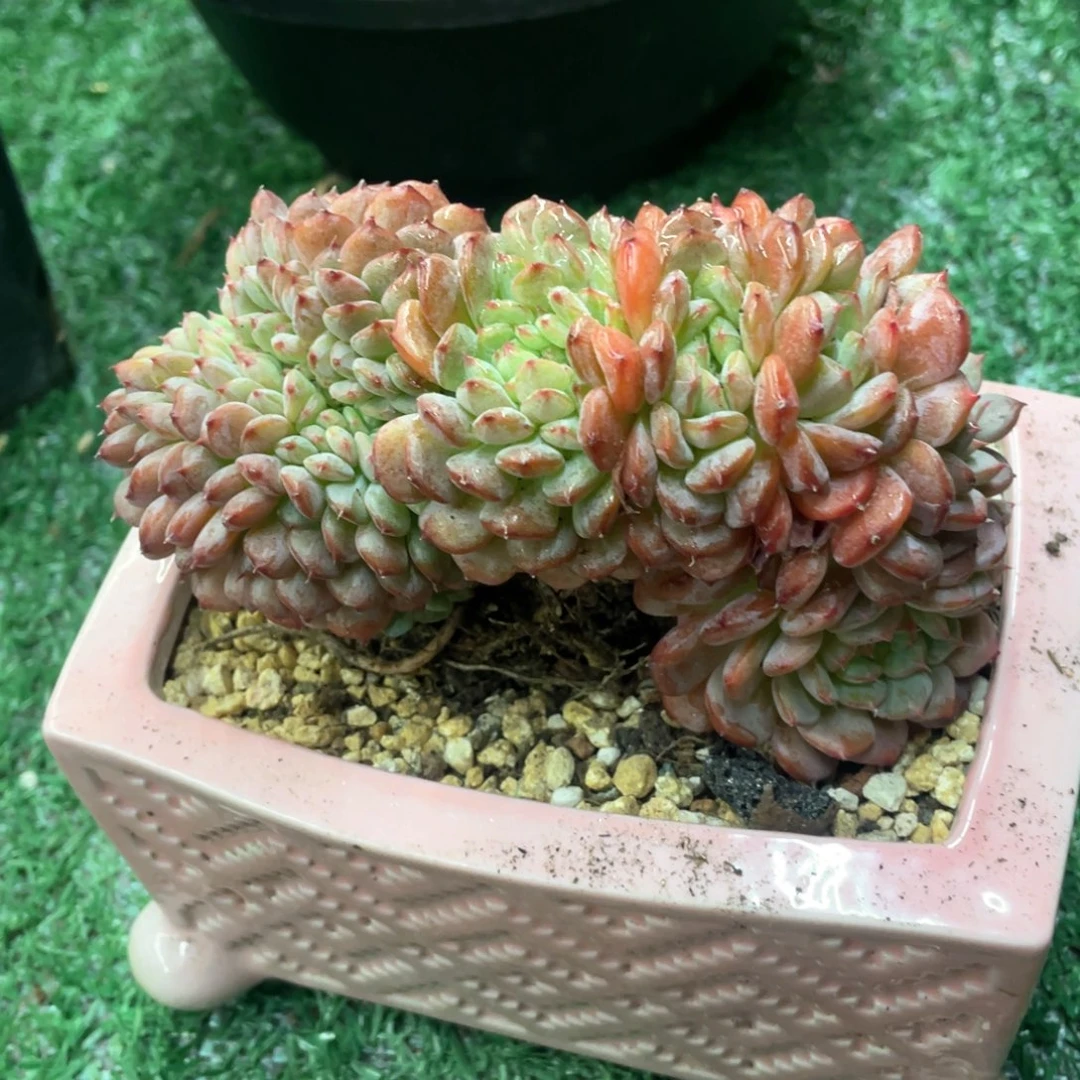 白胖子一物一拍28包邮非偏远