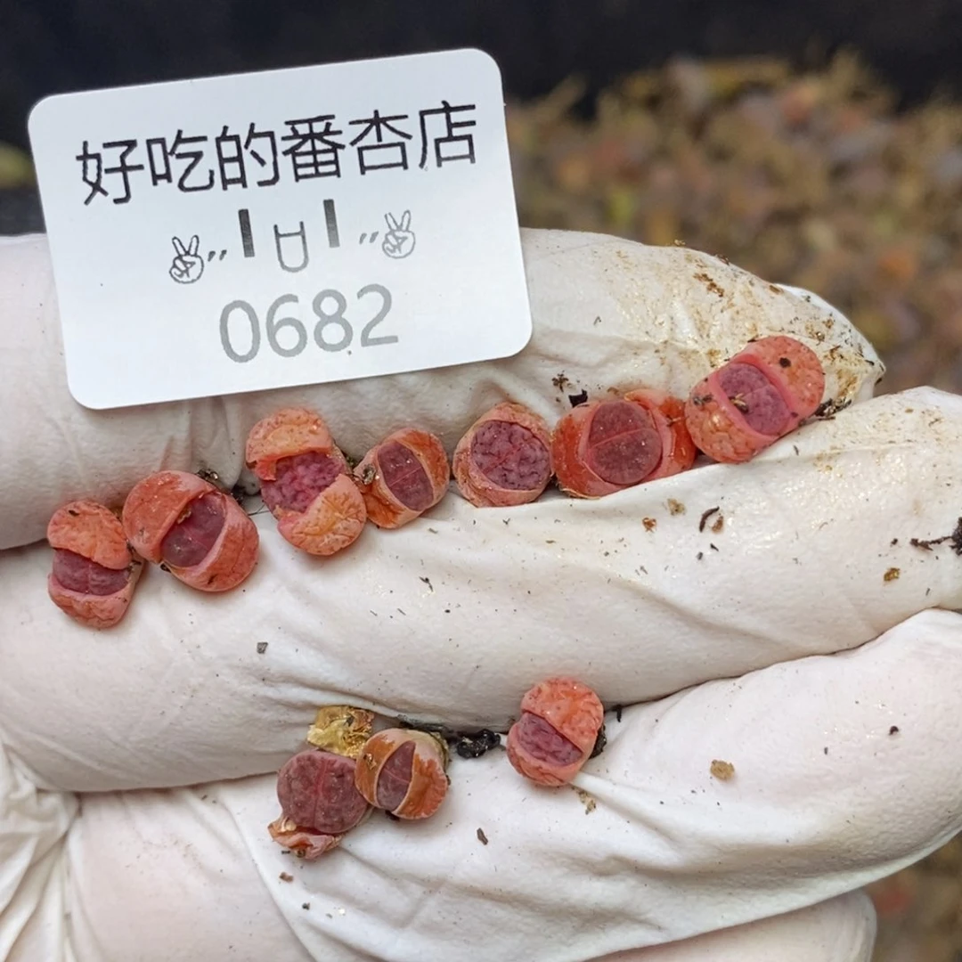 0682。零下拍保温。