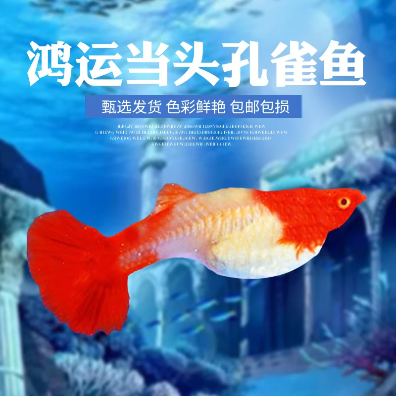 鸿运当头纯种精品孔雀鱼活体热带金鱼观赏鱼鸿运当头金鱼